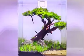 草缸造景，莫斯树moss简单制作教程视频封面