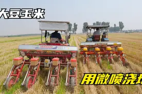 河北人麦茬地大豆玉米带状复合播种，用微喷浇地，简单省事视频封面