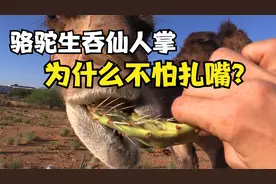 浑身尖刺的仙人掌，骆驼直接生吞，为啥不怕扎嘴？