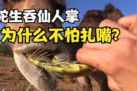 浑身尖刺的仙人掌，骆驼直接生吞，为啥不怕扎嘴？视频封面