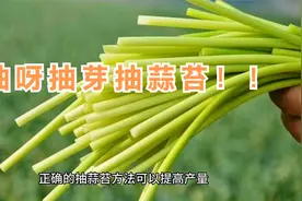 想要丰收，大蒜抽蒜苔技巧你必须掌握！视频封面