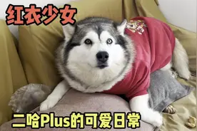 80斤红衣二哈，萌萌的哈士奇，我们有没有成为睡播up的潜质？视频封面