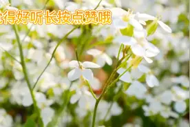 【粤语歌精选】一首《有心人》曾听哭过无数人，你们听过吗！视频封面