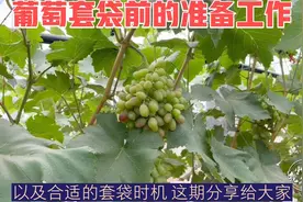 葡萄套袋前的准备工作，以及合适的套袋时机，这期分享给大家视频封面