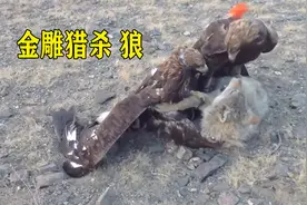 猛禽之王金雕，30公斤的臆羚直接抓起，还是狼的天敌视频封面