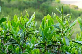 1968年800名知青下乡种茶，开荒9000亩茶园，如今造福几代英德人视频封面