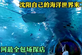 沈阳自己的海洋世界来了，全网最全包场探店，这个票价到底值不值视频封面