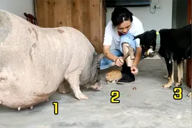 主人用“夏威夷果”测试猪和狗子：狗子尽力了，猪直接放弃视频封面