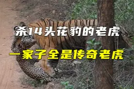 杀14头豹子的传奇虎王，在家族战斗力都排不上号！视频封面