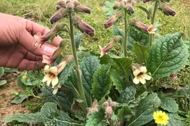 植物地黄被称为“男人草”，到底有啥好价值？很多人不知道视频封面