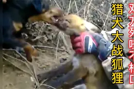 猎犬大战狐狸，双方互咬众人难分开，一场残酷的战斗！视频封面