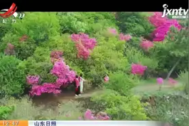 山东日照：不负春光！ 九仙山杜鹃花开正艳视频封面