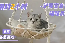 铲屎官2小时完成猫咪吊床，傻猫跪谢主人，不要太舒服！视频封面