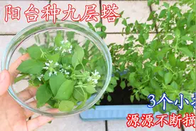 阳台种罗勒（九层塔），3个小技巧，越采摘长越多，吃都吃不完！视频封面