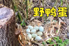 小野鸭悄悄地跑到竹林里，大爷不惊动跟踪，原来野鸭把蛋下在这里视频封面