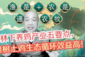 林下养鸡产业五要点，果树土鸡生态循环效益高视频封面