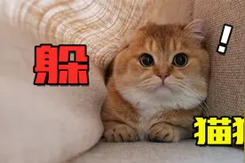 十多斤胖猫躲起来，有多容易被发现!视频封面