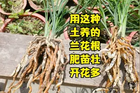 种植兰花用什么土？这种土最少有四大好处，关键是要懂得处理视频封面