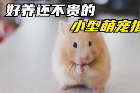 你们喜欢的各种便宜又好养的小型萌宠，看看你想养哪一个？视频封面