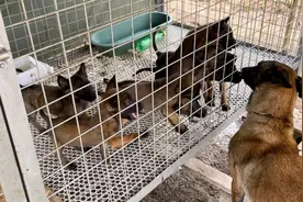 给小马犬吃驱虫片，几天后有虫拉出来，看到这些长长的虫真后怕视频封面