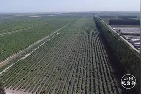 新疆葡萄采用露天种植，得益于它独有的气候条件，这是它优势所在视频封面