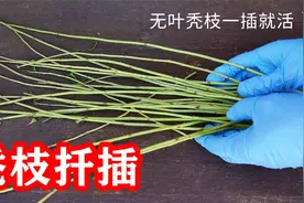 如何扦插枸杞：摘掉叶子的枸杞秃枝不要扔掉，插到水里就能活视频封面