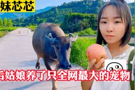 放牛妹芯芯：广西女大学生把牛养成了宠物，网友：现实版牛郎织女视频封面