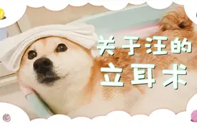为什么要给狗狗立耳？这样做真的是对它们好吗？视频封面