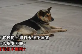为何农村的土狗白天很少睡觉，晚上也基本不睡？难道它们不困吗？视频封面