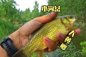 野钓：12米长竿配七星漂钓草边，有心打窝鱼无口，无心打窝鱼成群视频封面