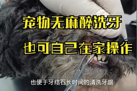 狗狗牙结石严重，宠物无麻醉超声波洁牙彻底又干净。也可在家操作视频封面