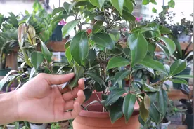 茶花叶子卷曲耷拉，不用担心，几个“保证”就能缓解症状视频封面