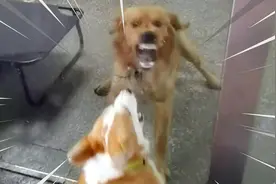 狗子：有本事你过来啊！视频封面