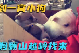 男子在野外捡到一窝小奶狗并带回来，没想到10天后，狗妈妈找来了视频封面