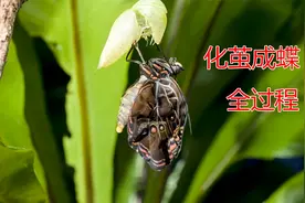 化茧成蝶竟是一部恐怖片！揭秘毛虫化蝶全过程，纪录片视频封面