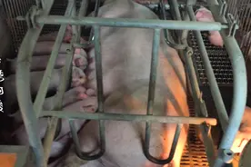 小猪抢奶打架会有什么后果？这批猪问题比较多，伤脑筋视频封面