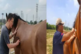 好消息！福建晋江下海救人的第三匹英雄马“将军”已经痊愈视频封面