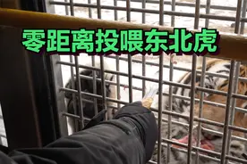 西安女生坐车进入散养700只东北虎的虎园，零距离喂食东北虎视频封面