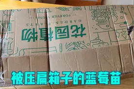 买一棵蓝莓盆栽，盒子压成这样，开箱后却满心欢喜视频封面