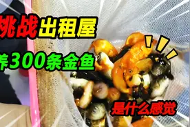 挑战3个40缸养300条金鱼，收到鱼后16个小时才入缸，差点酿成大祸视频封面