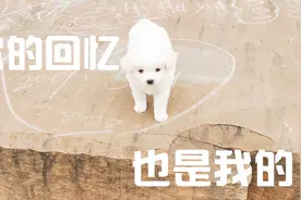 小奶狗第一次出门游玩，上车嘤嘤叫不停视频封面