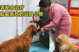 细心照料生病拉血金毛，懂事的金毛不哭不闹，乖乖喝药配合治疗视频封面