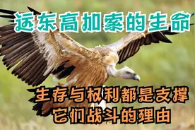 俄罗斯远东地区，在高加索区域内的生命，生存之道皆在其中视频封面