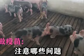 猪做疫苗免疫效果不好，猪打疫苗要注意哪些事项？猪啥时候打疫苗视频封面