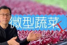 种微型蔬菜所需工具和条件，营养价值高，种植时间短，不用菜园！视频封面