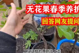 盆栽无花果春季养护，包含浇水施肥修剪和繁殖，都是网友关心的视频封面