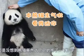 熊猫正在玩球，却被饲养员拿走，熊猫发飙啦 奶凶奶凶视频封面