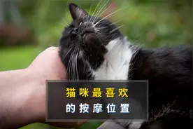 猫咪最喜欢按摩的部位，越摸它会越开心！视频封面