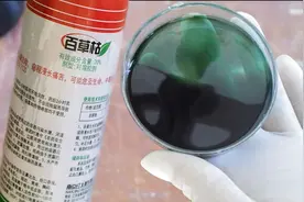百草枯是无解的毒药吗？现在百草枯还在生产吗？