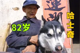 82岁老人养哈士奇，这画风，跟我想的不太一样视频封面